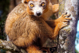 Madagascar (6/72)